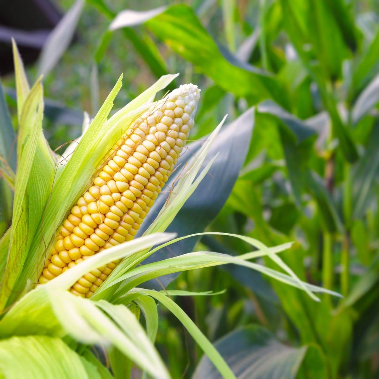 Close-up maïs op de stengel in het maïsveld