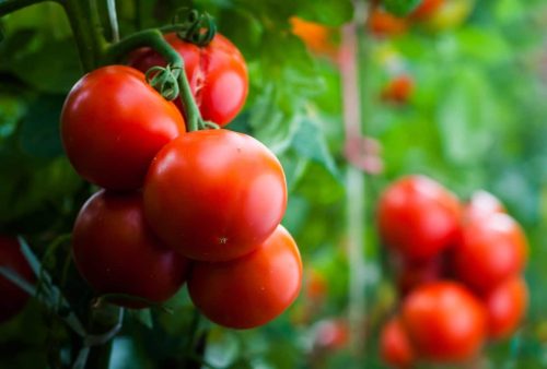 Tomates ecológicos maduros en el huerto listos para cosechar